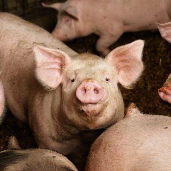 Pork & Livestock Welfare